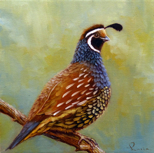 Quail Study