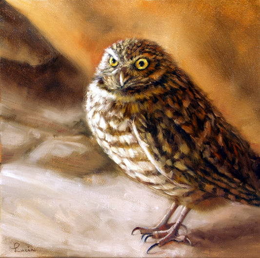 Owl