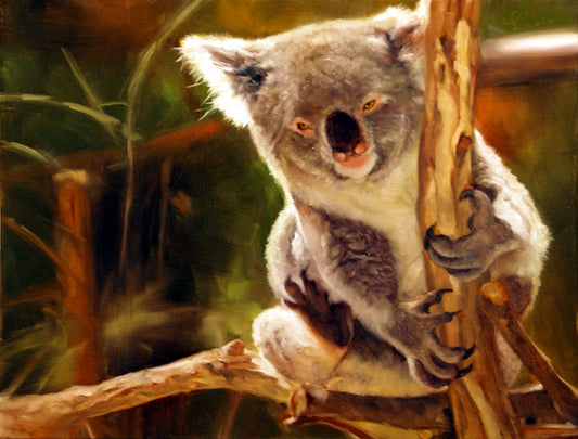 Koala